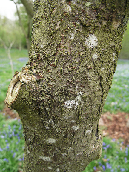 Trunk and bark on a mature specimen.